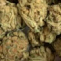 ANT1980's LeafedOut Profile