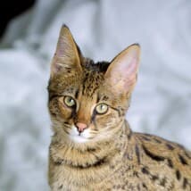 Chongonthedowns's LeafedOut Profile