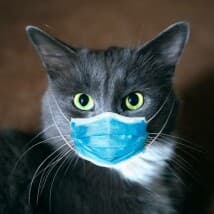 SamTheCat's LeafedOut Profile