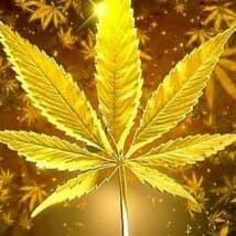 charles867's LeafedOut Profile