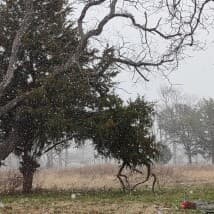 Mustangbaby84's LeafedOut Profile