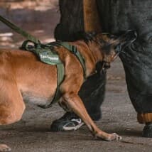 thePUGguy's LeafedOut Profile