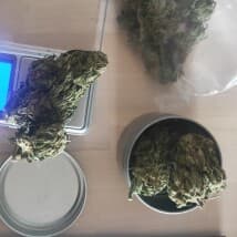 KittyKoolAid's LeafedOut Profile