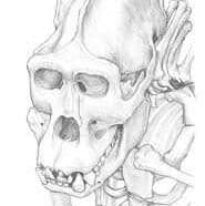 AstroYurf's LeafedOut Profile