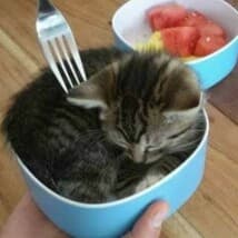 HappyStargate's LeafedOut Profile