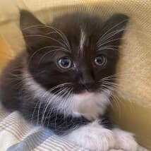 EdibleAngelSTL's LeafedOut Profile