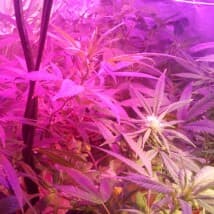 420homie's LeafedOut Profile