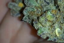 Scottgreen69's LeafedOut Profile