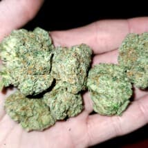 GoodGass1983's LeafedOut Profile