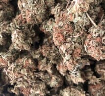 Steadyconnect's LeafedOut Profile