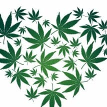 JJ420heart's LeafedOut Profile