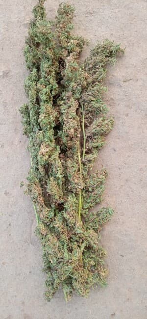 Sexykiller's LeafedOut Profile