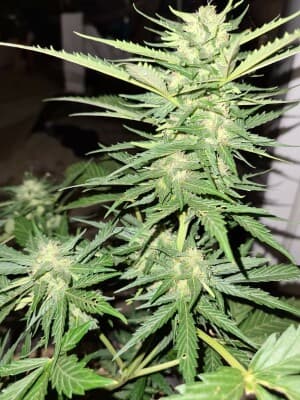 DrCannabits's LeafedOut Profile