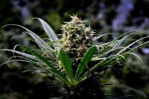 Jasecassidy's LeafedOut Profile