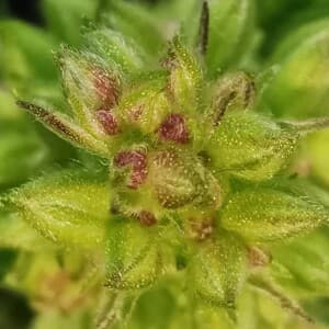 Calipuffpuff's LeafedOut Profile