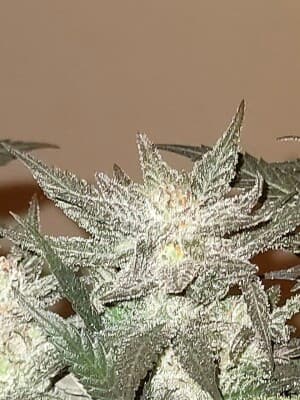 Were_are_open's LeafedOut Profile