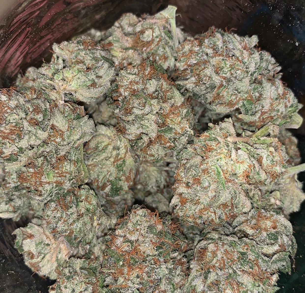 Orange Cookies Exotic Strain Cannabis Menu by Rare Harvest Delivery