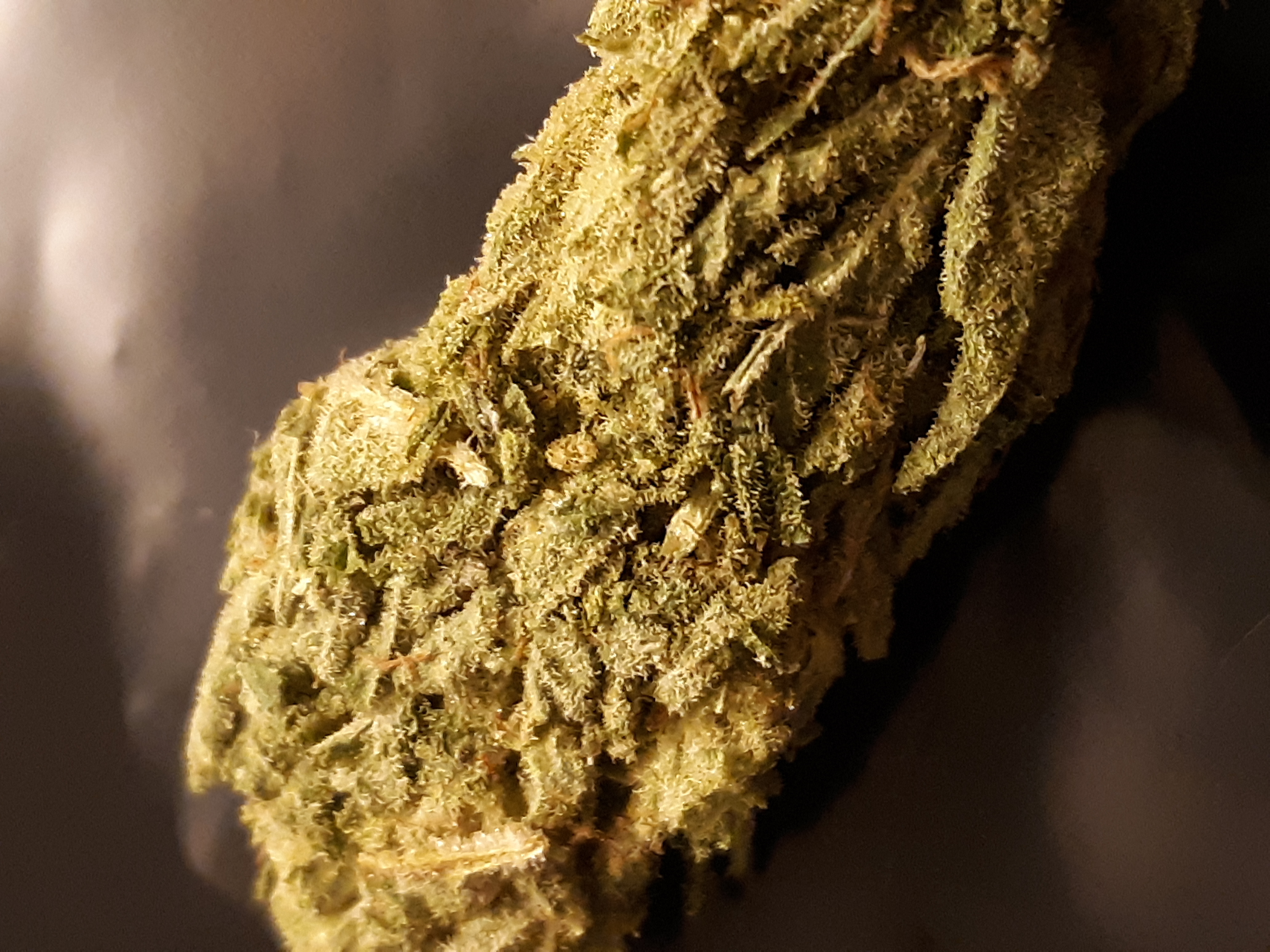 gorilla glue 4 cannabis