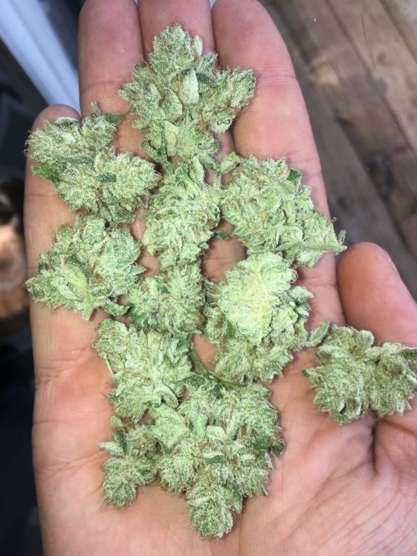 gorilla glue weed strain thc level