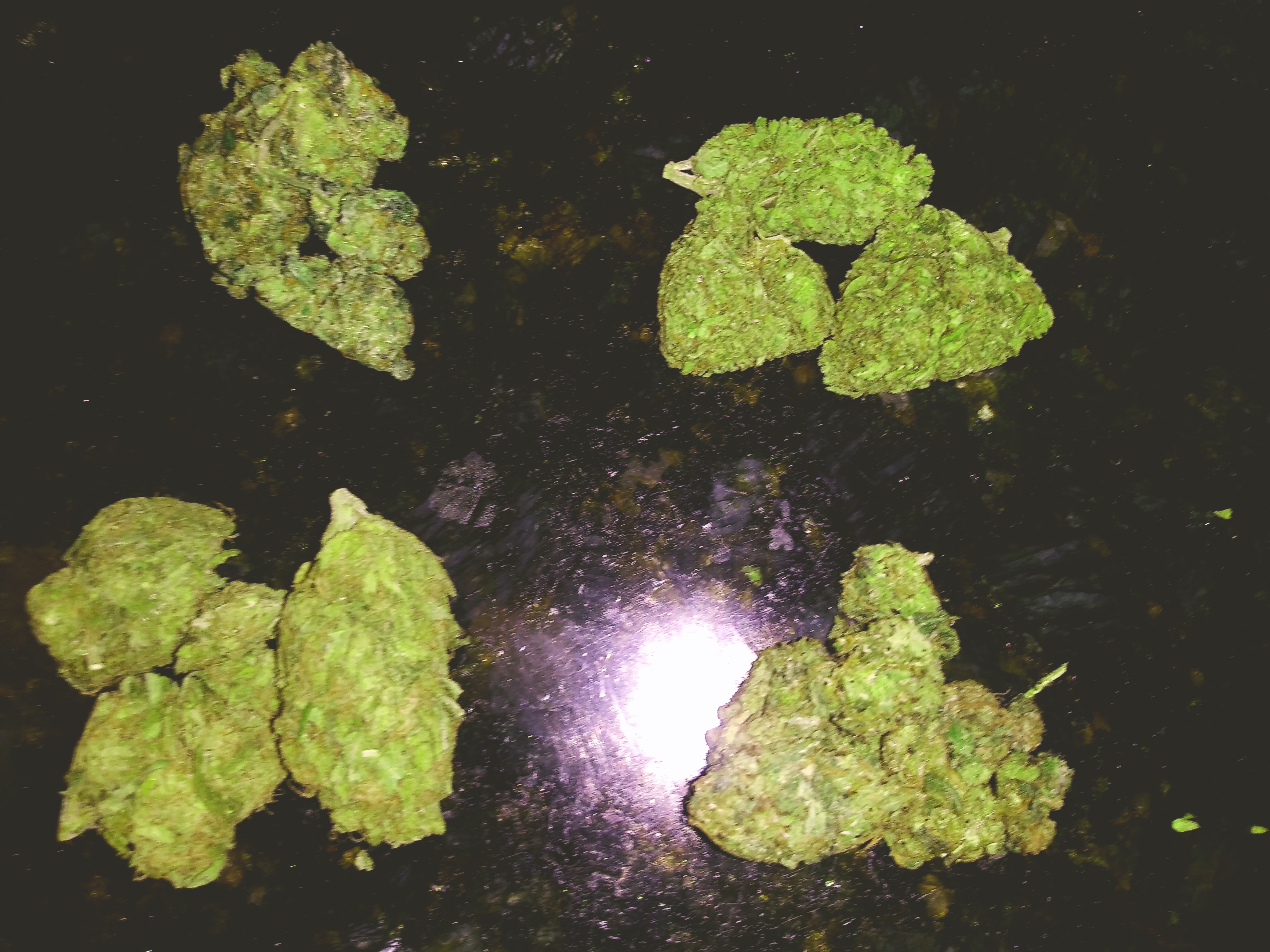 carts Cannabis Menu by bereal Cannabis in Palm Beach, Florida