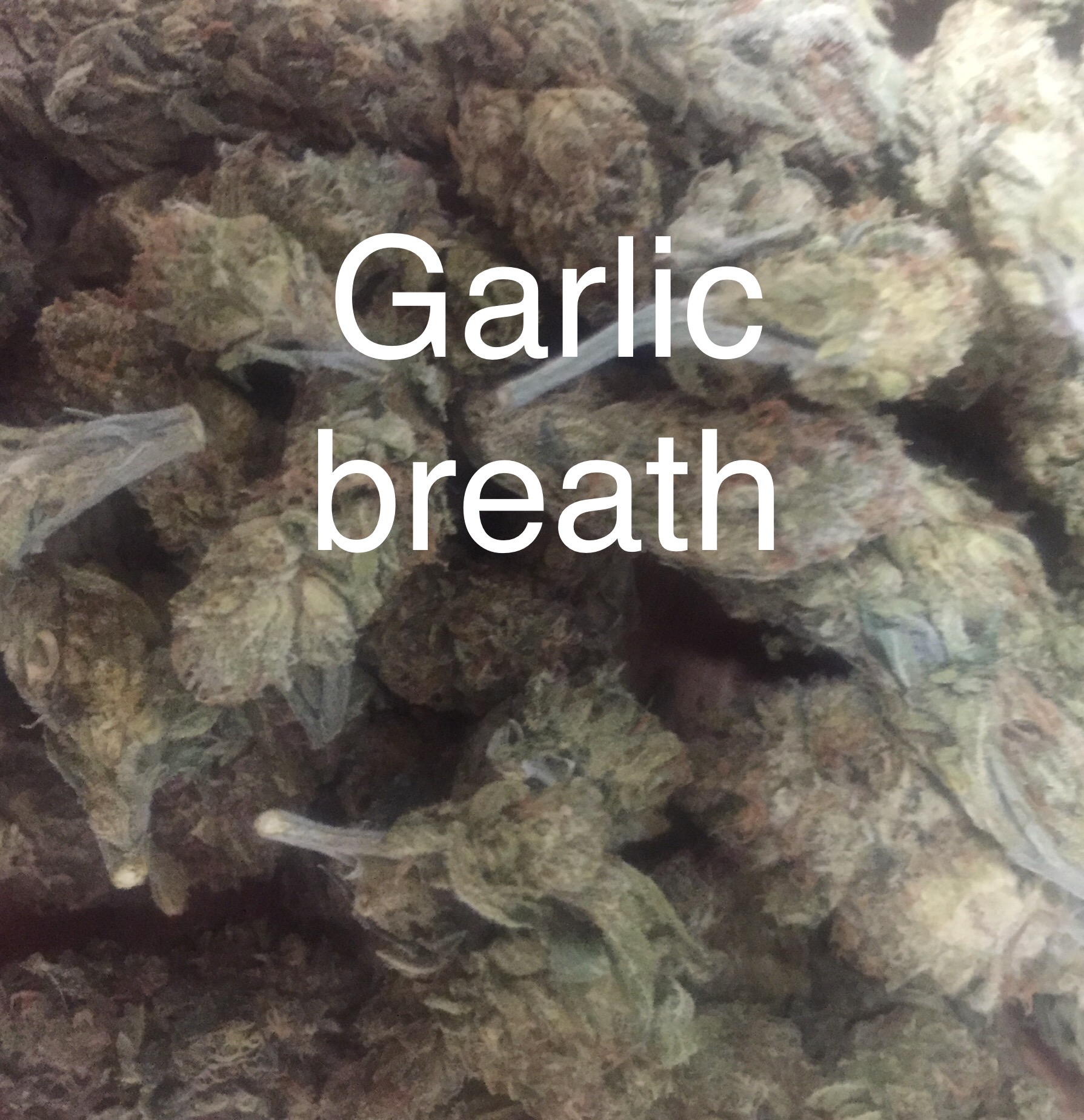 Garlic Breath Cannabis Menu by Nominors Cannabis in New York , NY