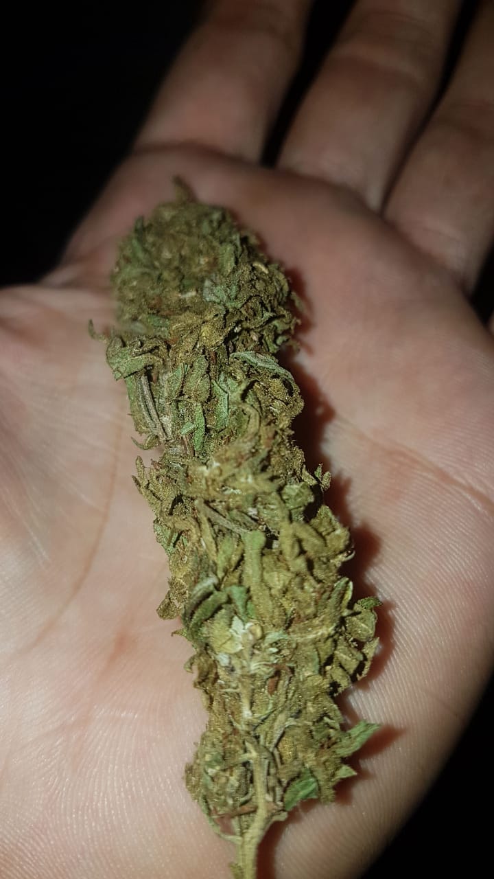 Shillong mango Cannabis Menu by Getstonedbangaluru Cannabis in