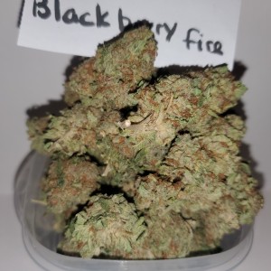 blackfire strain
